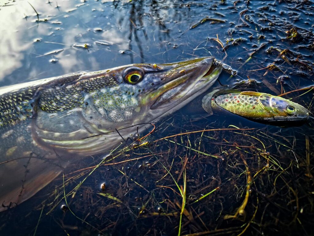 IMG 20260210 WA0032 1024x768